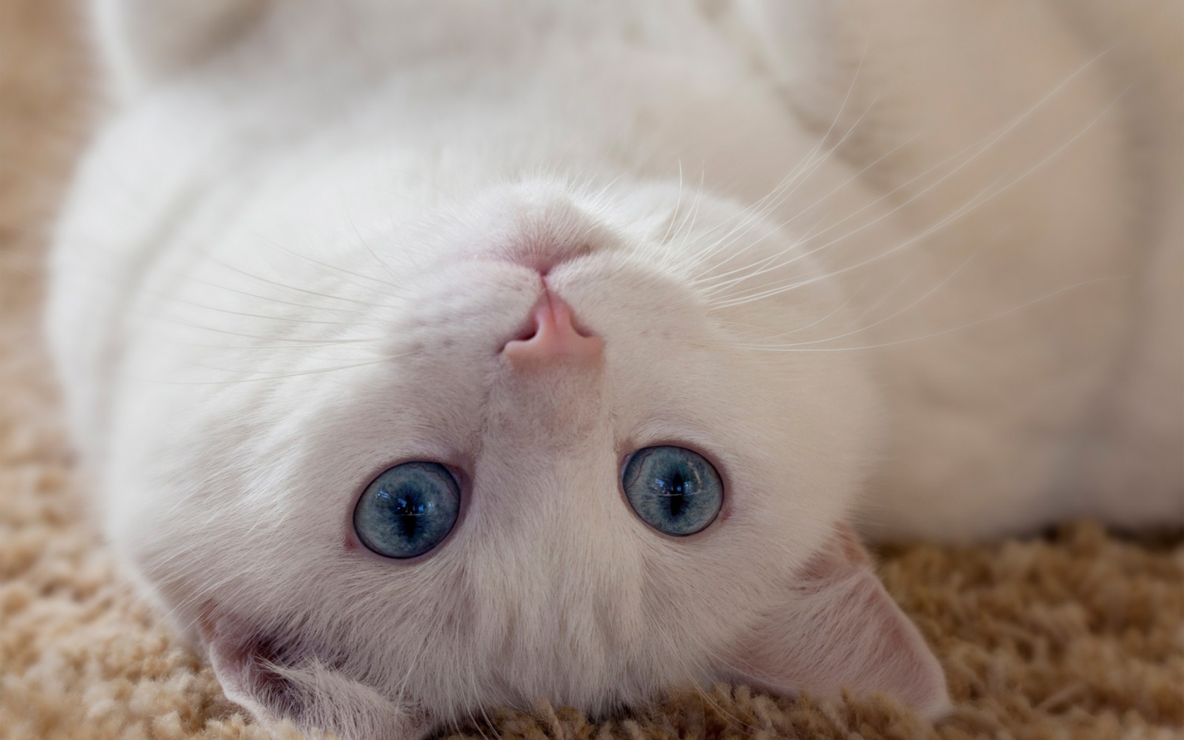Голубоглазый белый кот лежит на спине