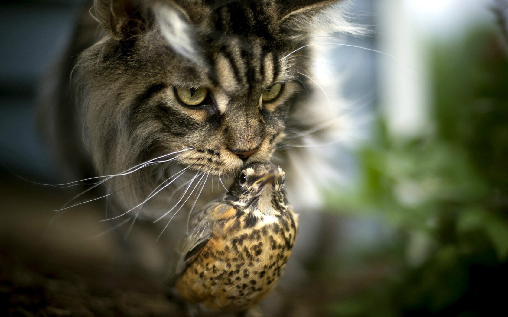 Unusual friendship of a cat and a bird