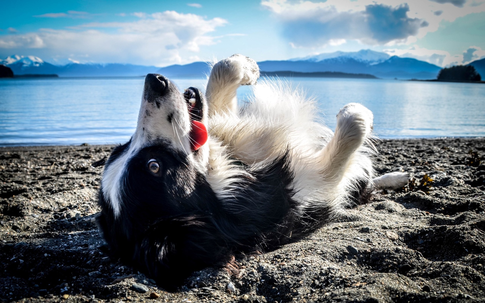 Черно белая собака лежит на спине на пляже
