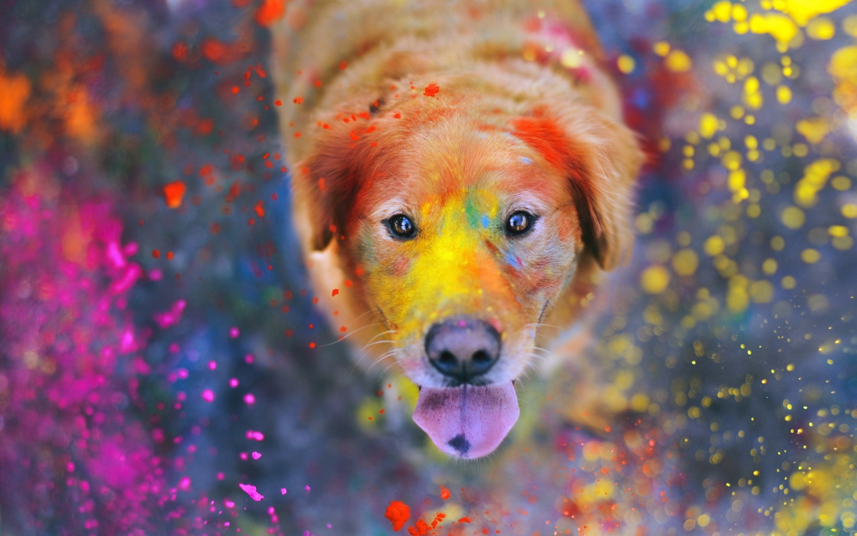 Краска на лице доброй собаки