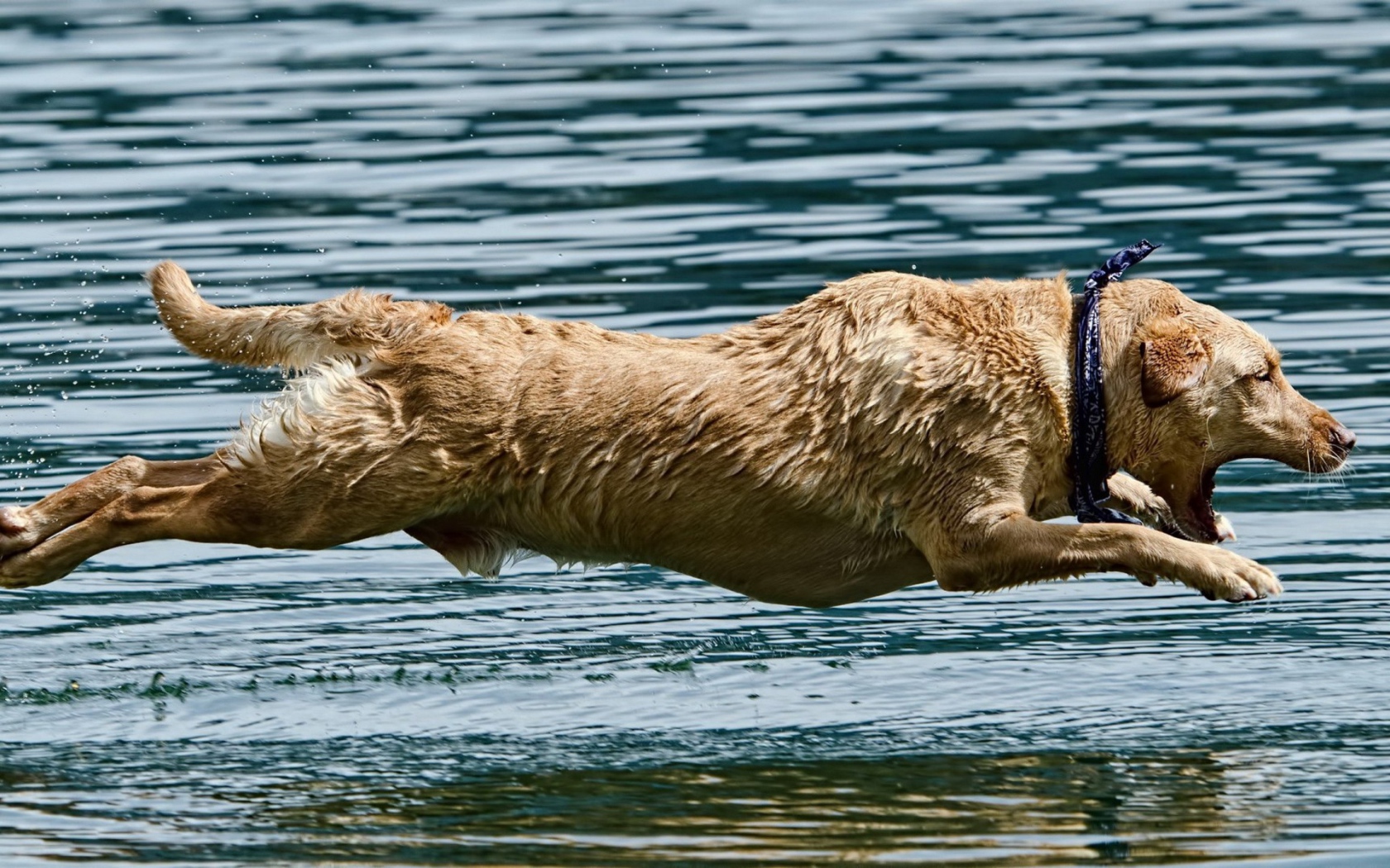 Мокрая собака над водой