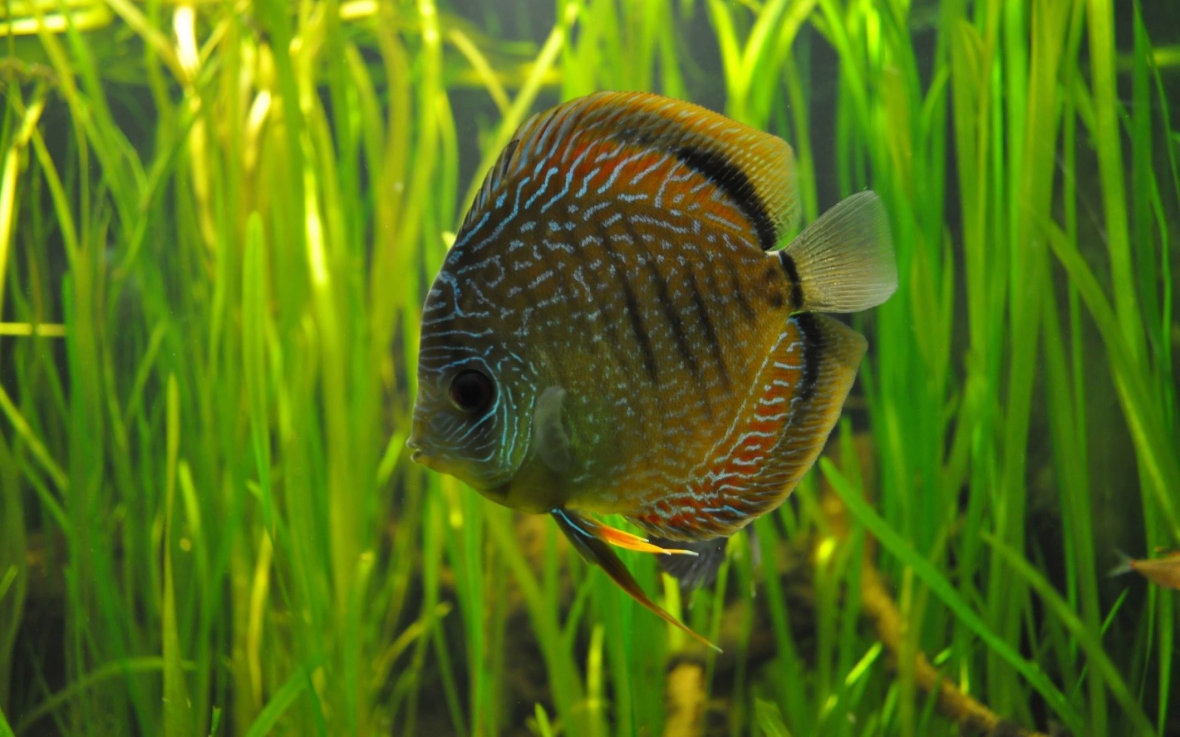 Рыбка на фоне водорослей в аквариуме