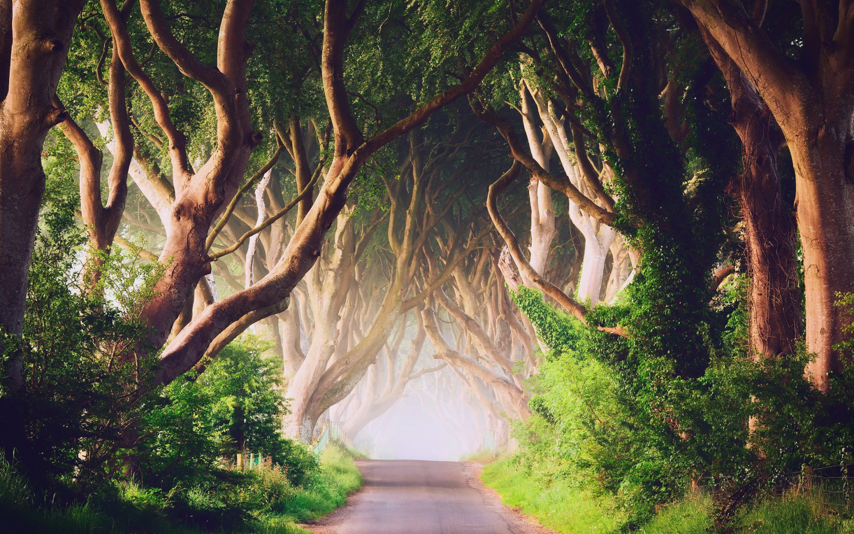 Аллея старых деревьев в Ирландии