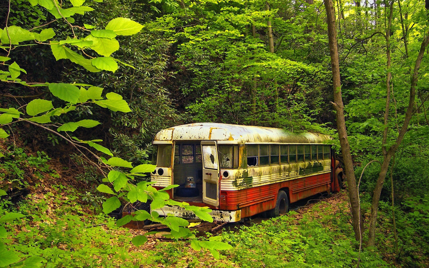 Ржавый автобус в зарослях