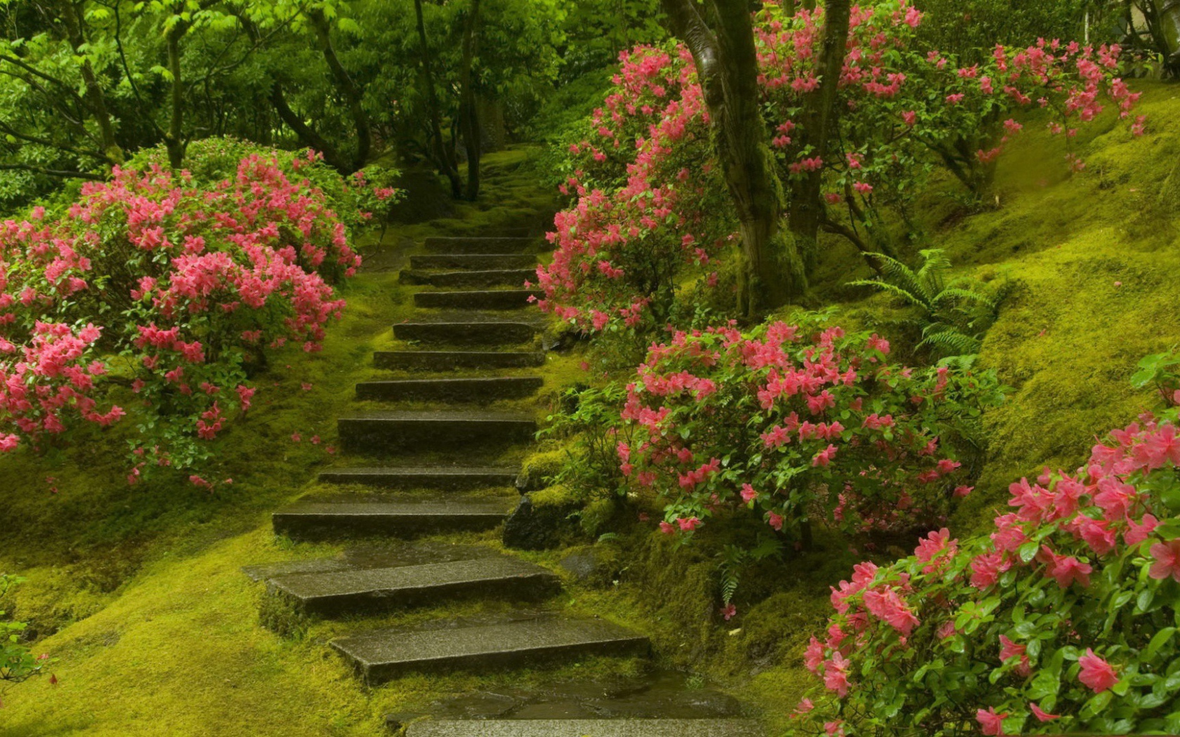 Stone stairs in the lush garden