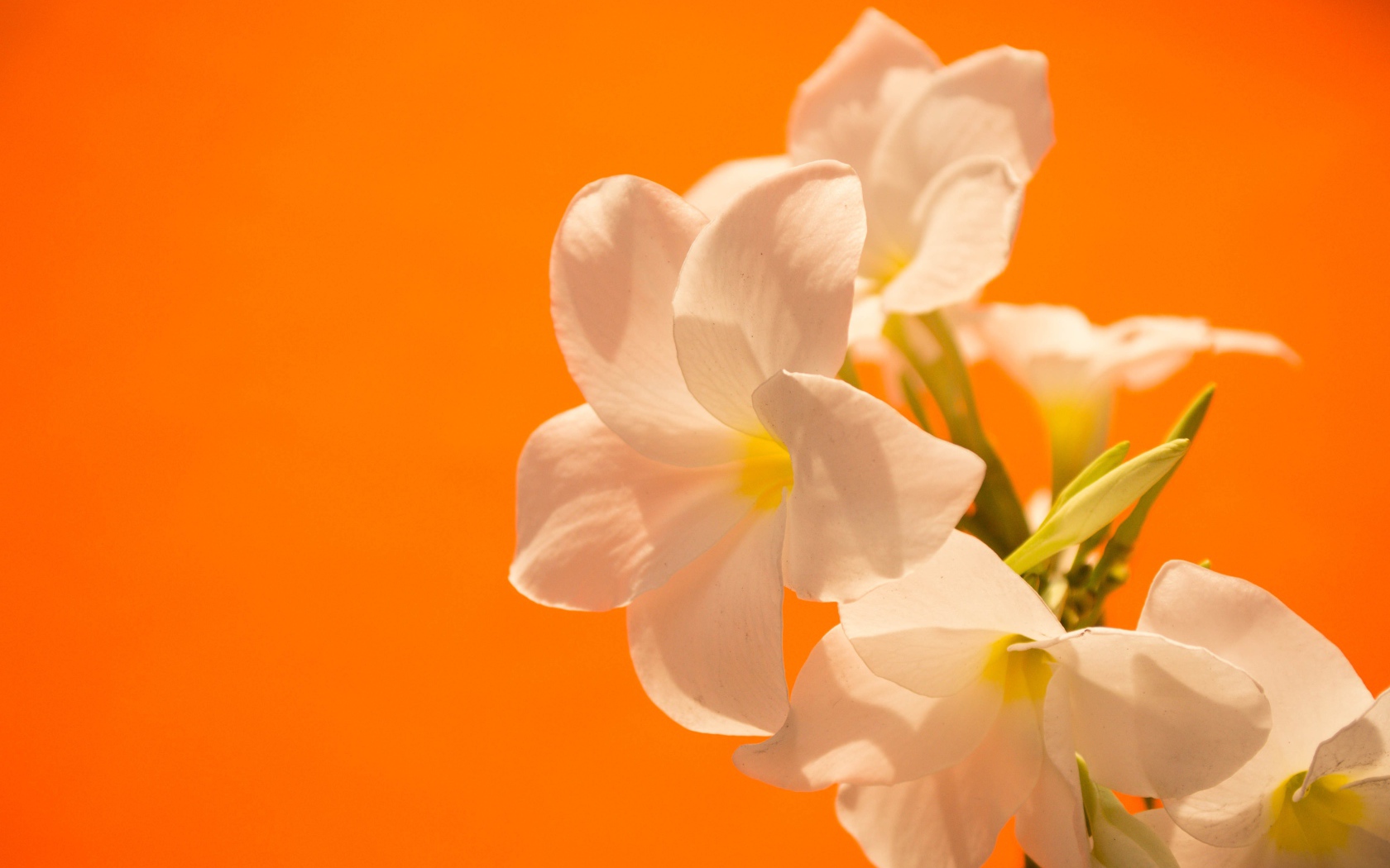 Нежные белые цветы на оранжевом фоне