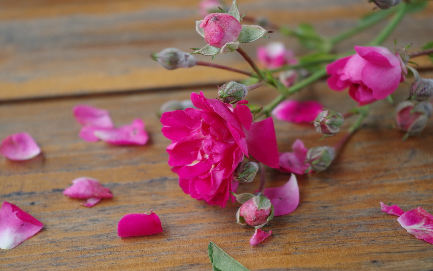 Розовый цветок среди лепестков на деревянной поверхности