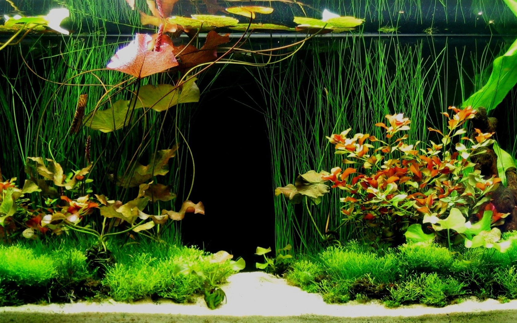 Green plants inside the aquarium Desktop wallpapers 1680x1050