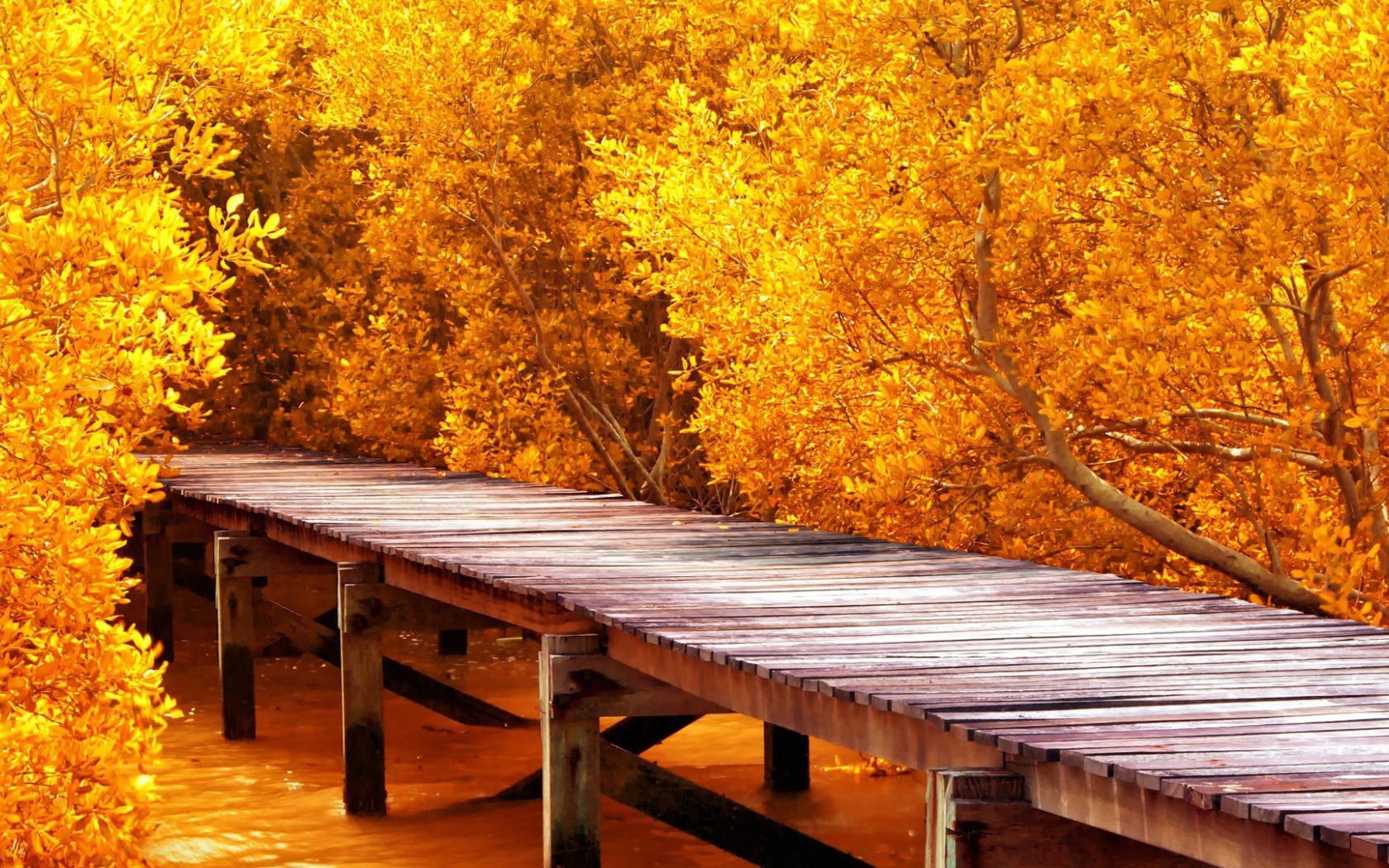 Деревянный помост среди осенних деревьев