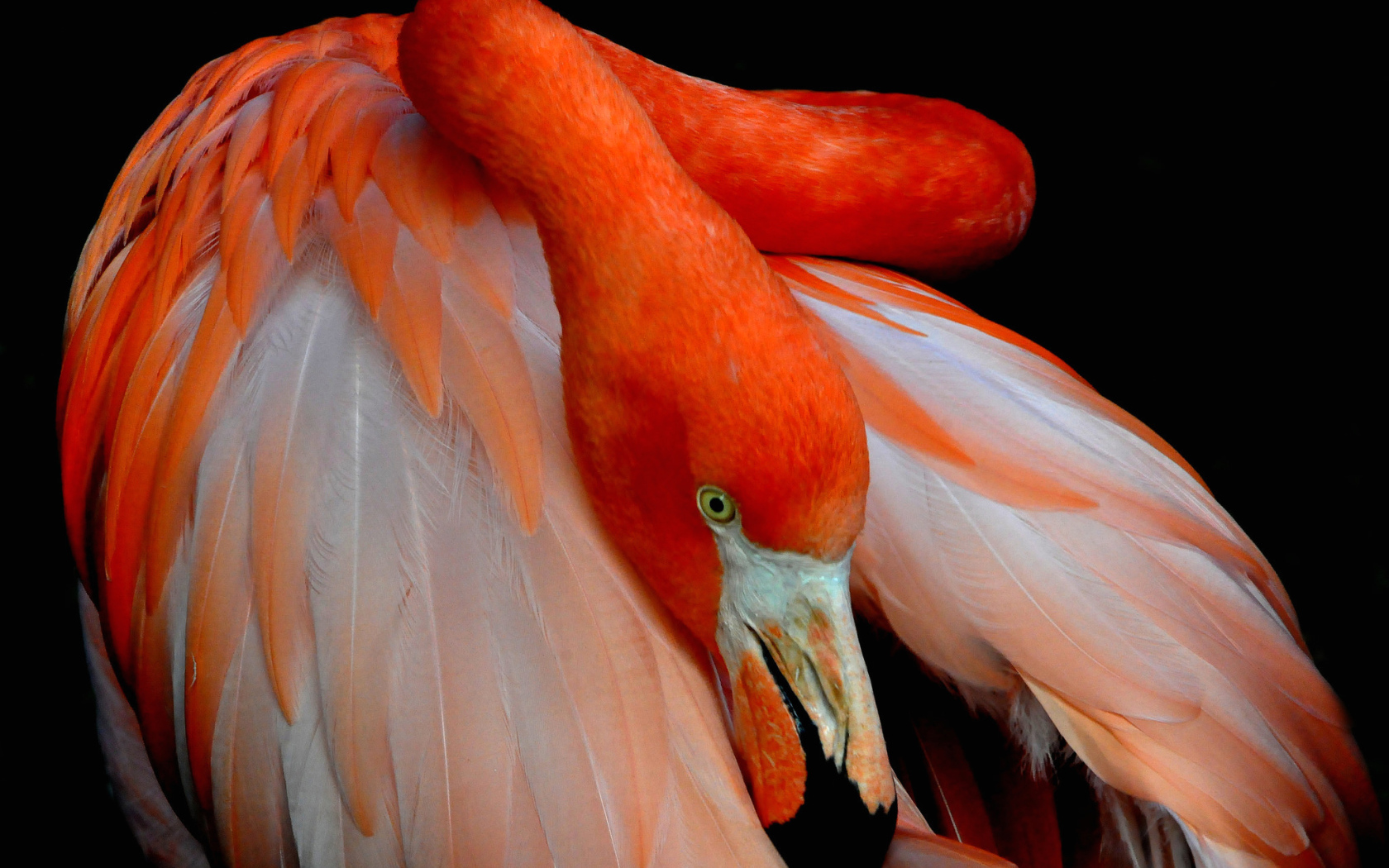 Розовый фламинго прячет голову под крыло 