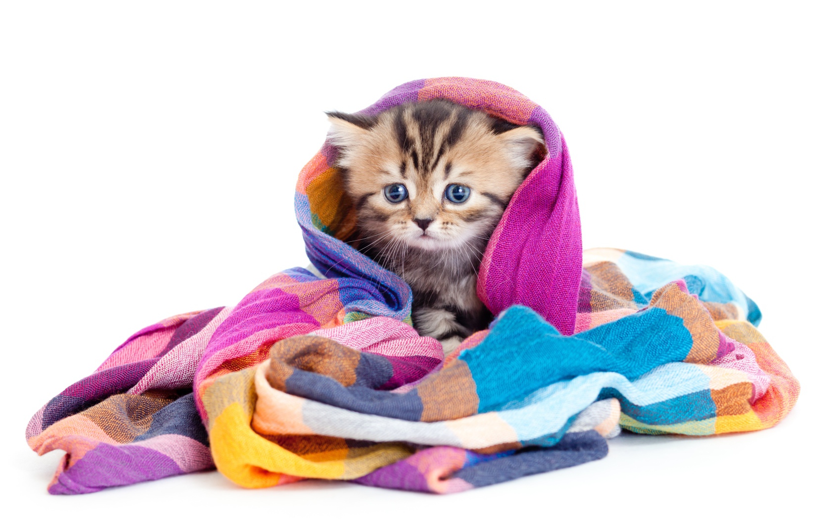 Маленький котенок укутан в разноцветный шарф на белом фоне