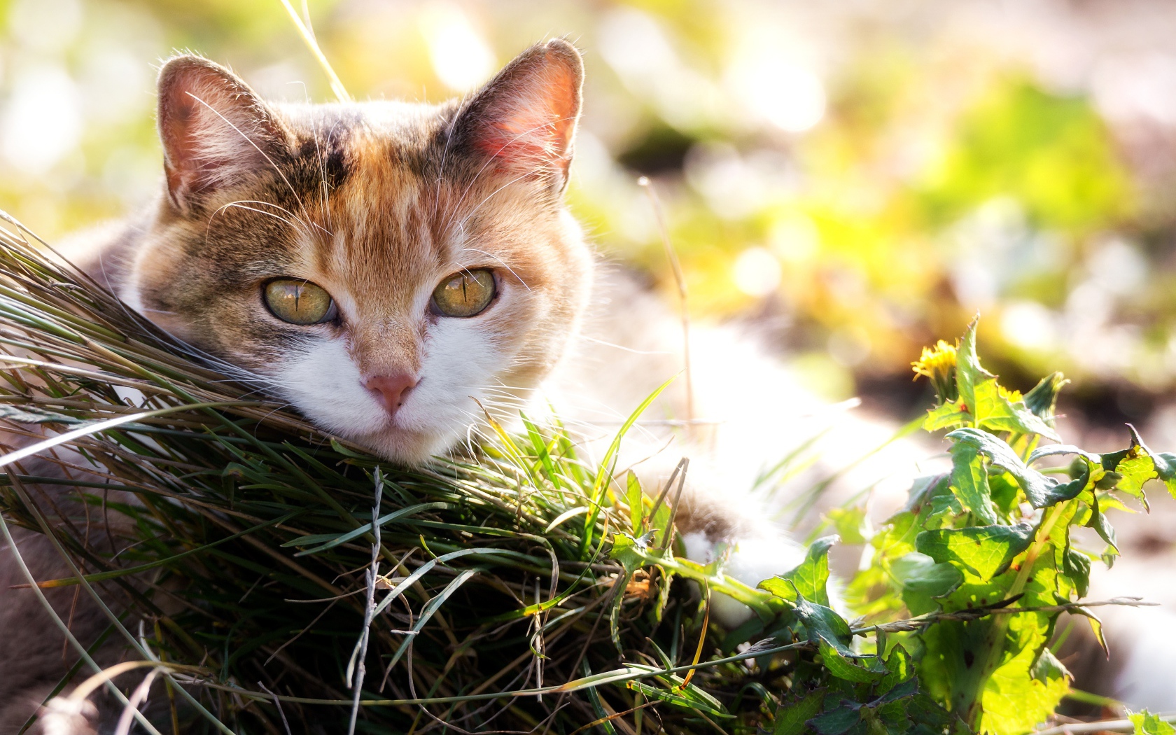 Красивая кошка с выразительным взглядом лежит на траве