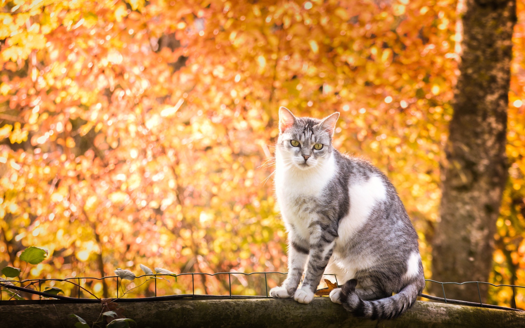 Кот сидит на заборе на фоне желтых деревьев