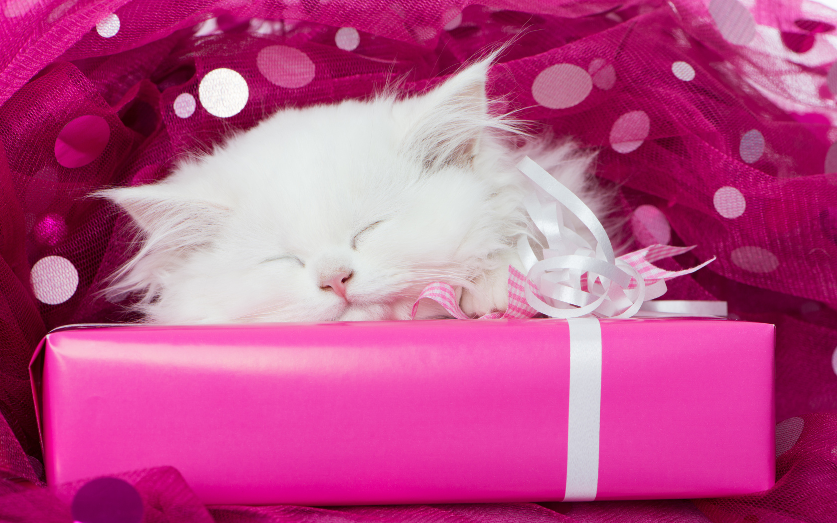 Пушистый белый котенок спит на розовой подарочной коробке