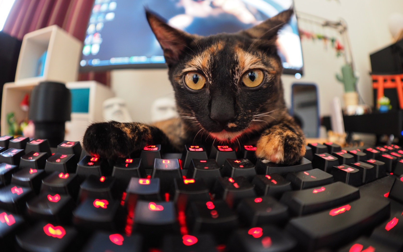 Смешная трехцветная кошка возле клавиатуры