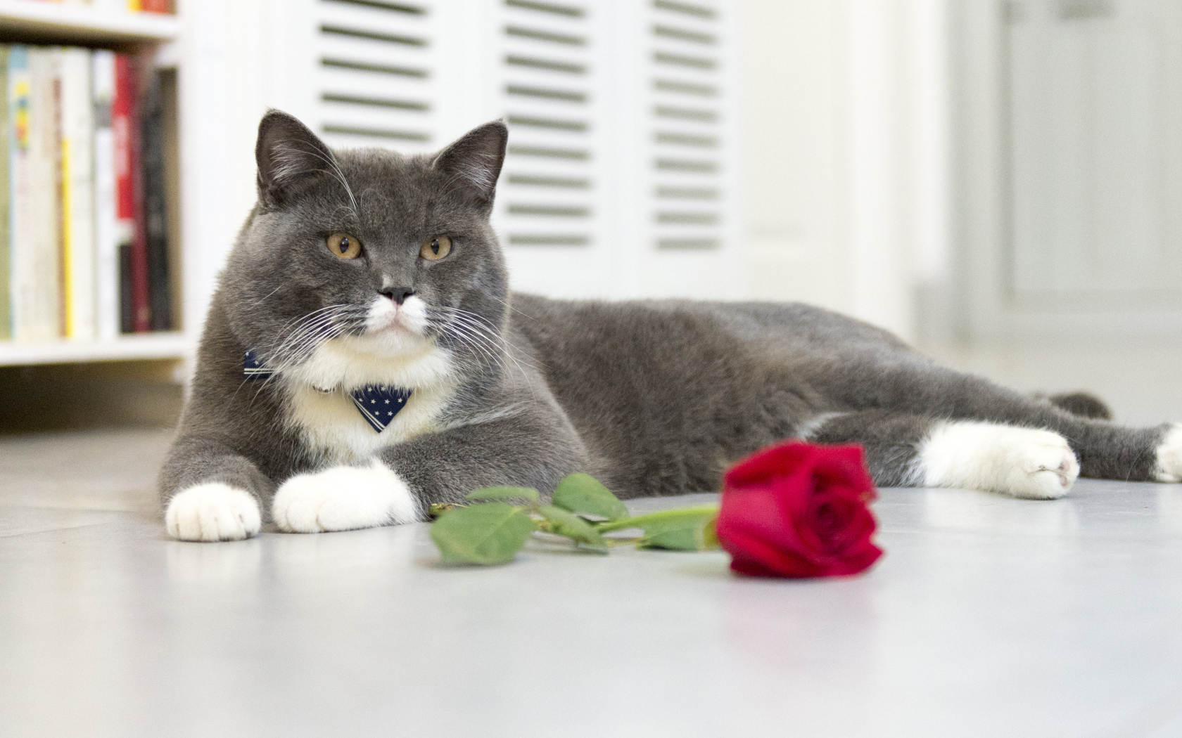 Серый кот лежит на полу с красной розой