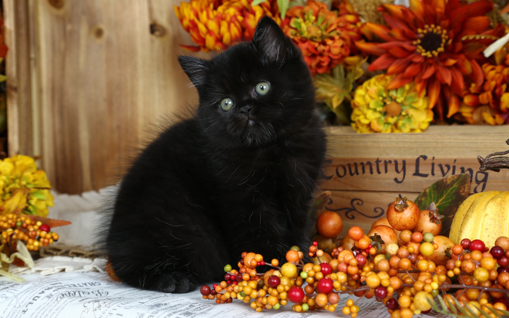 Little fluffy black kitten with autumn berries