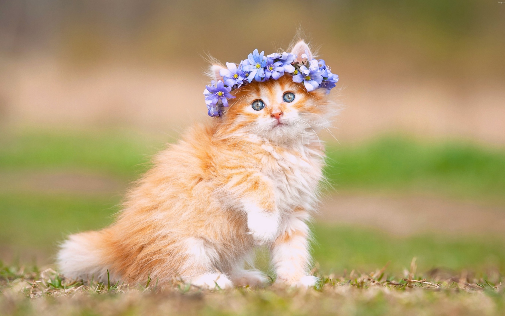 Little red kitten with flowers on the head