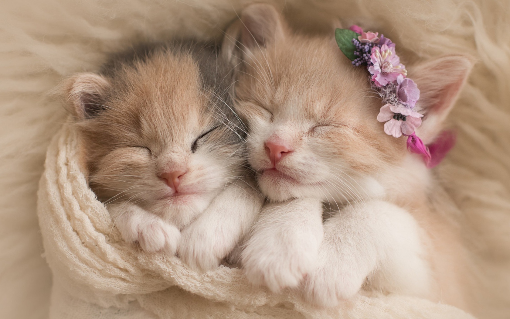 Two cute little kitten