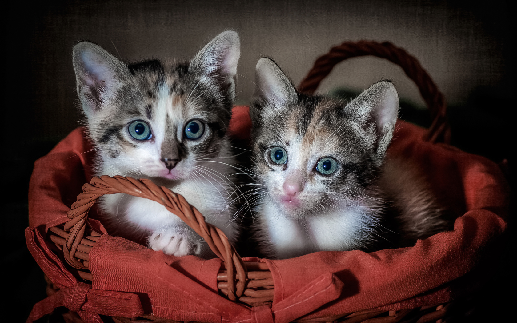 Two little kittens in a big basket