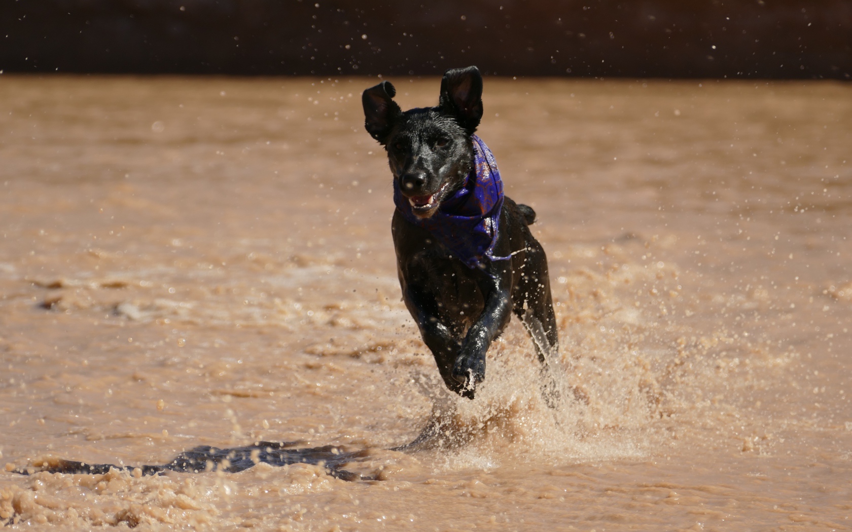 Черная собака с платком на шее бежит по воде