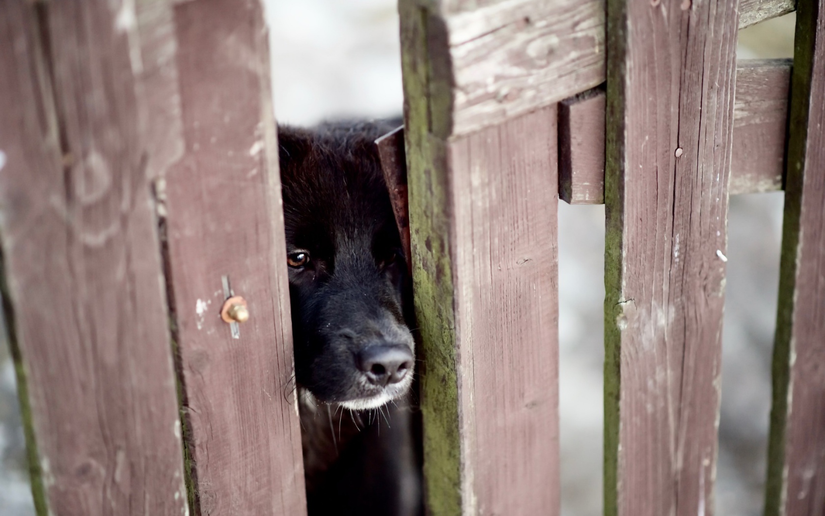 Любопытный черный пес заглядывает в щель в заборе