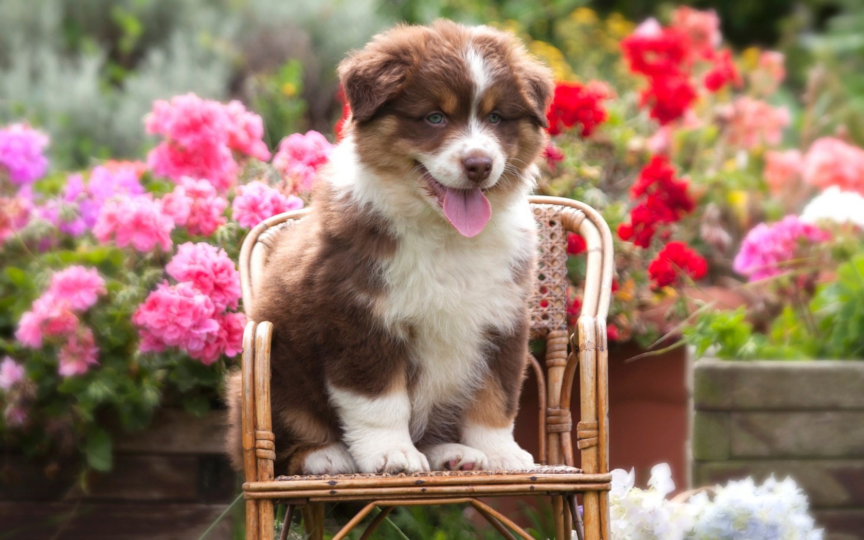 Милый щенок породы Австралийская овчарка, сидит на стуле 