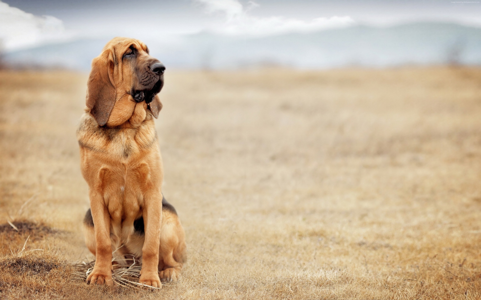 Грустная собака породы бладхаунд сидит на сухой траве