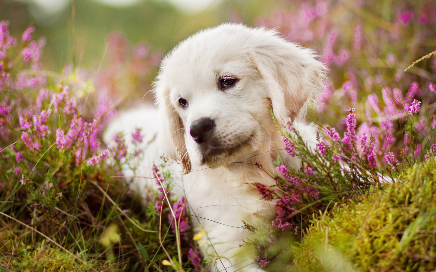 Маленький щенок золотистого ретривера в цветах 