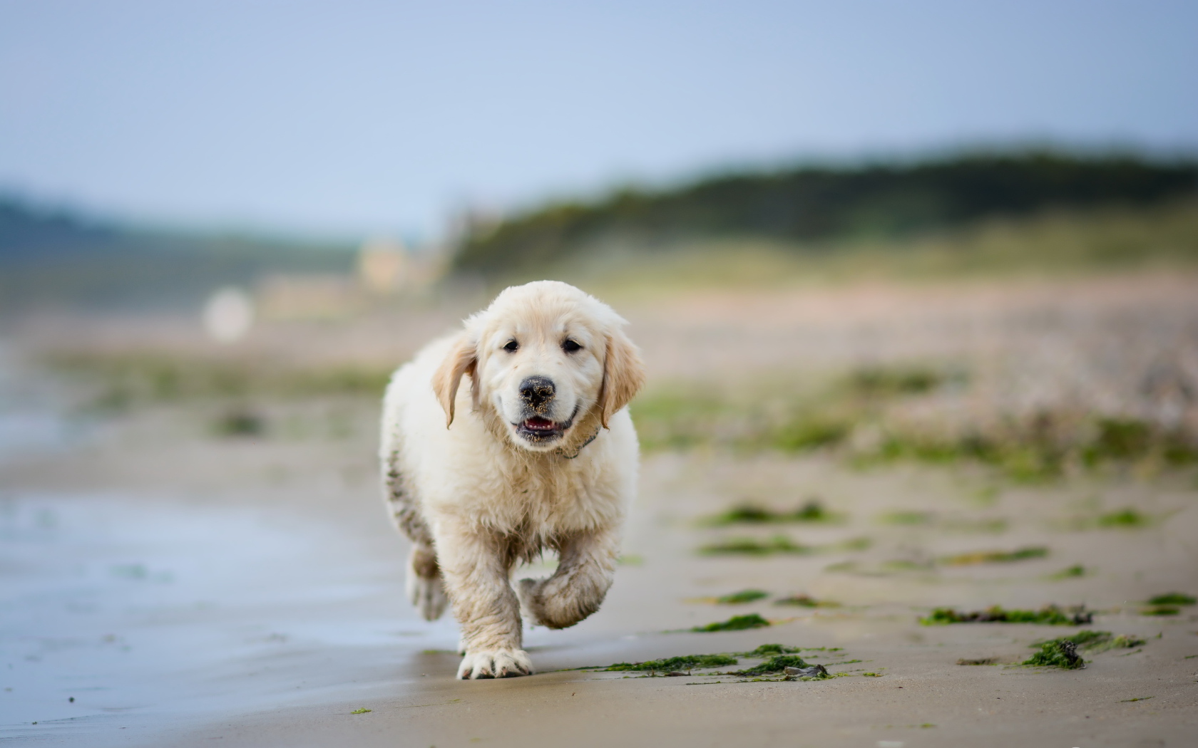 A small puppy of a golden retriever runs through the wet sand