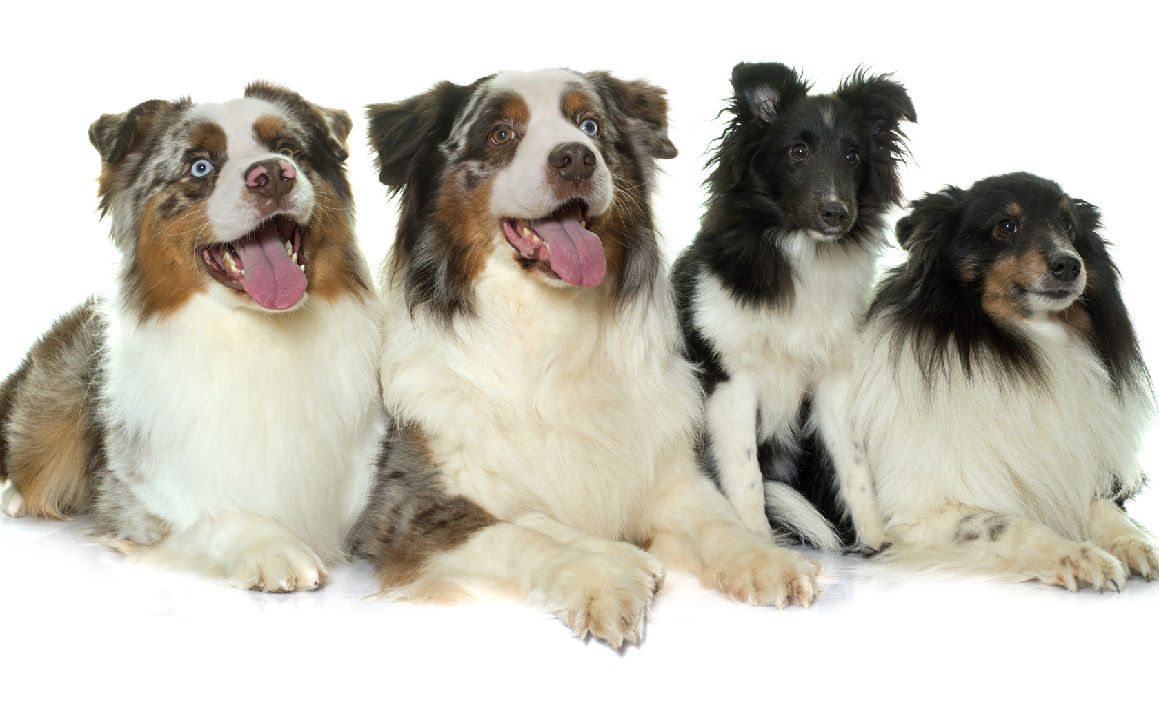 Четыре собаки породы Австралийская овчарка на белом фоне