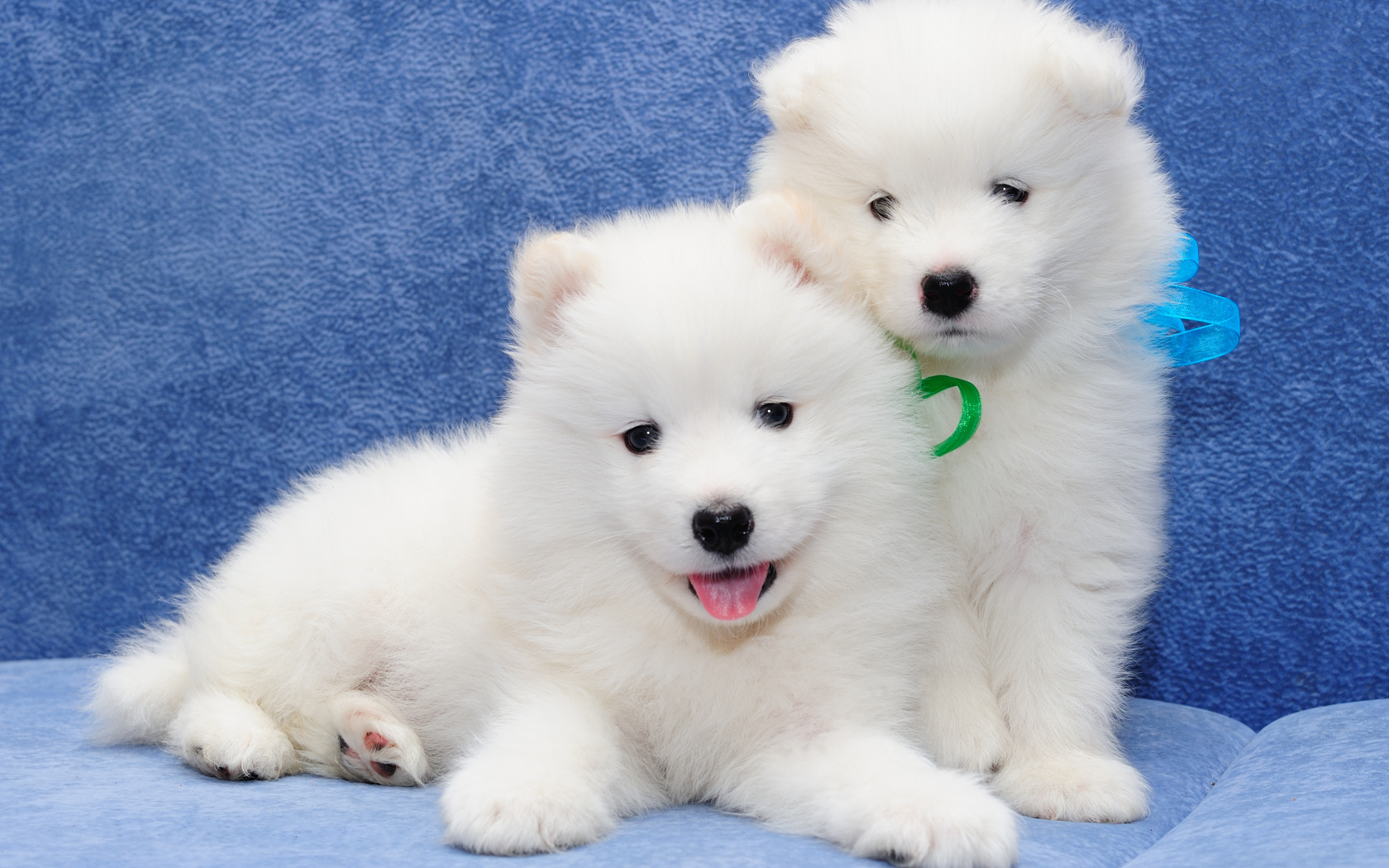 Two white fluffy puppies Samoyed Laika