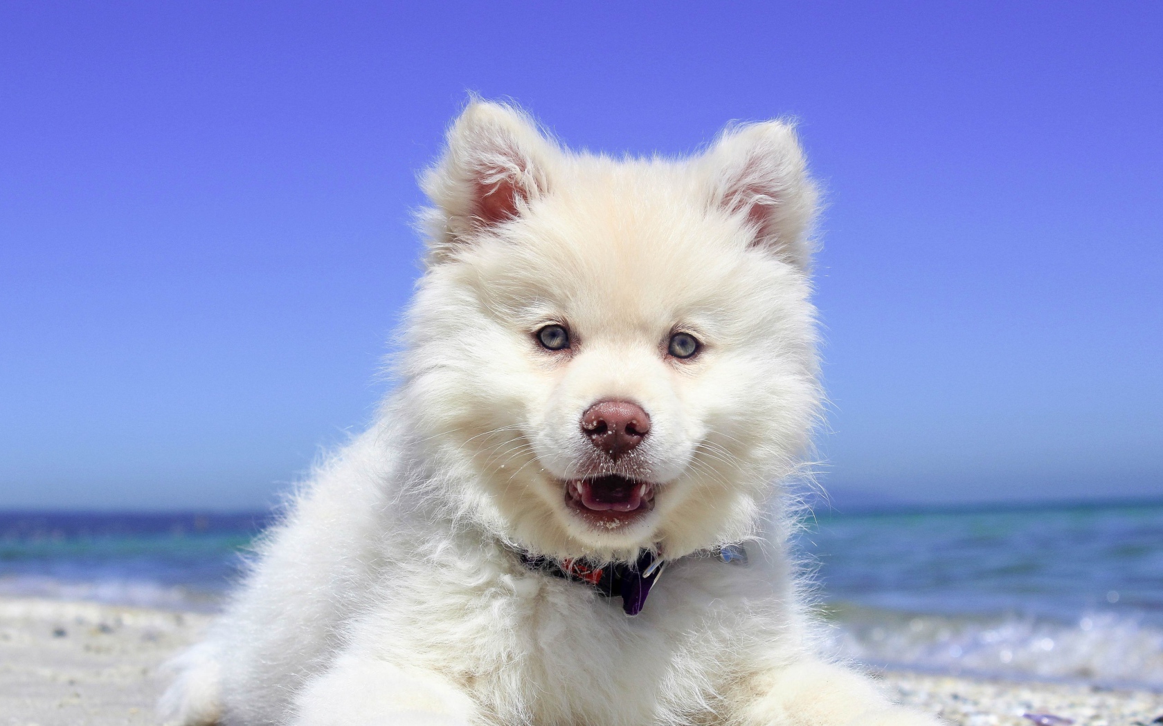 White fluffy puppy with a pink nose on the beach 