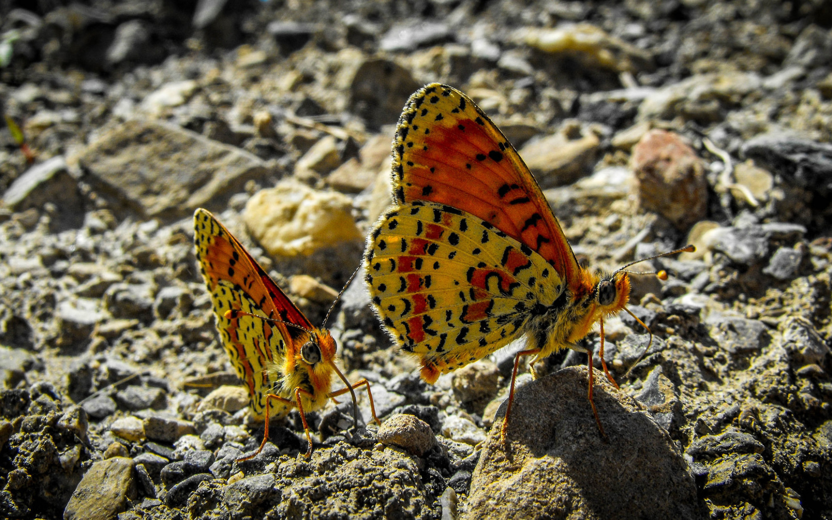 Две бабочки сидят на камне крупным планом