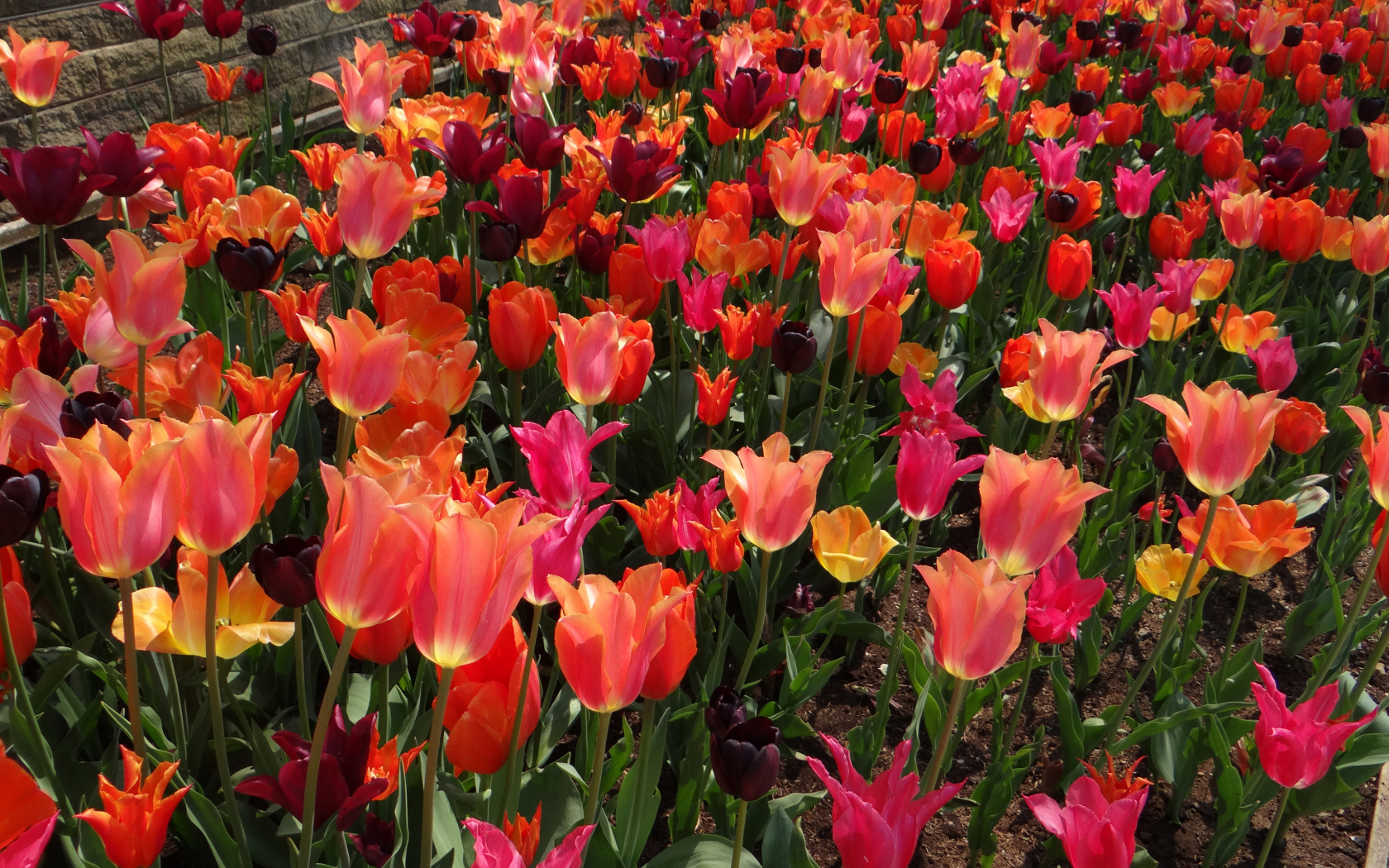 Красивые разноцветные тюльпаны на клумбе вблизи