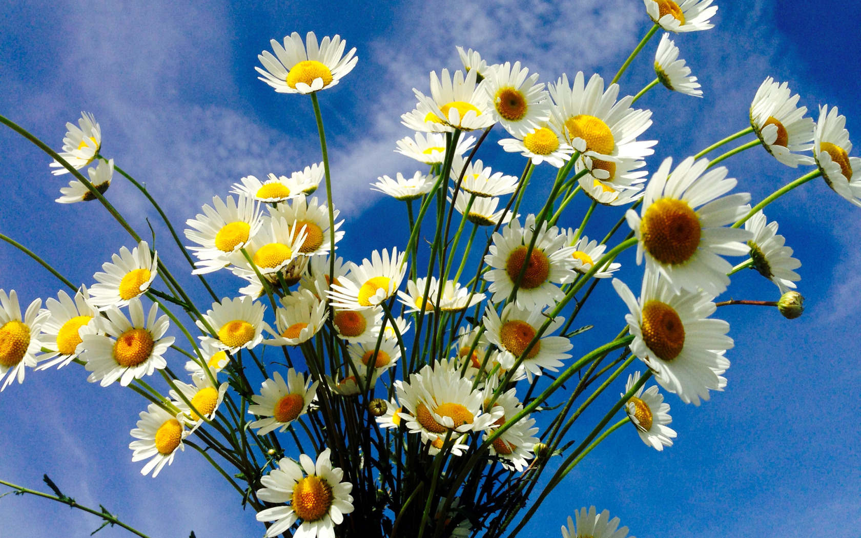 Красивые белые полевые ромашки на фоне голубого неба