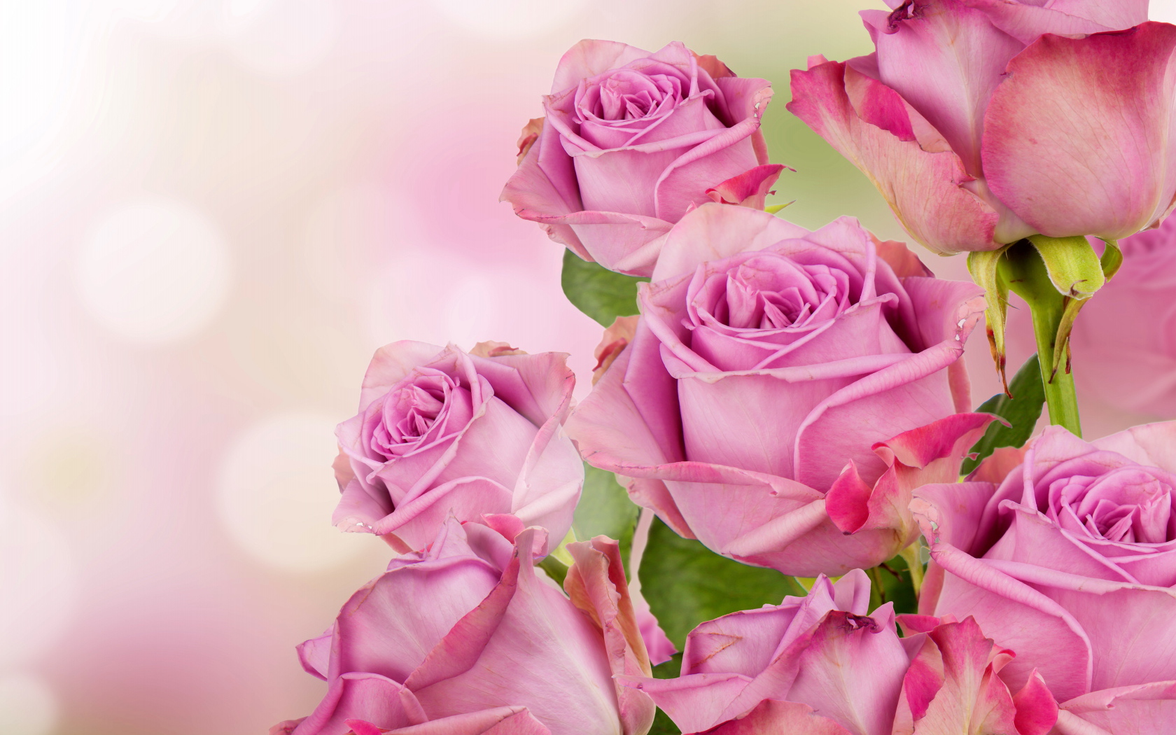Букет красивых розовых роз 