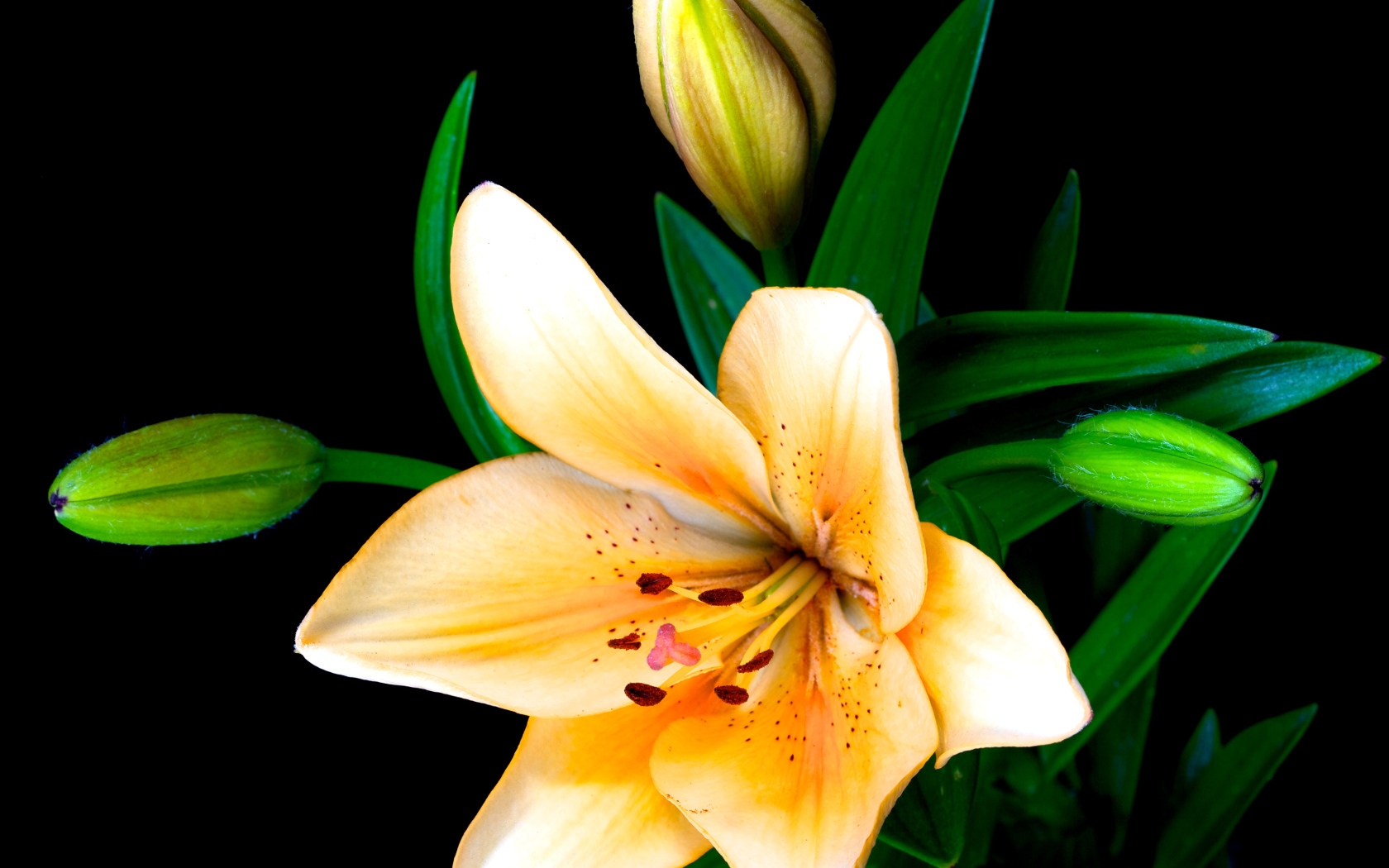 Delicate lilies with buds on a black background closeup