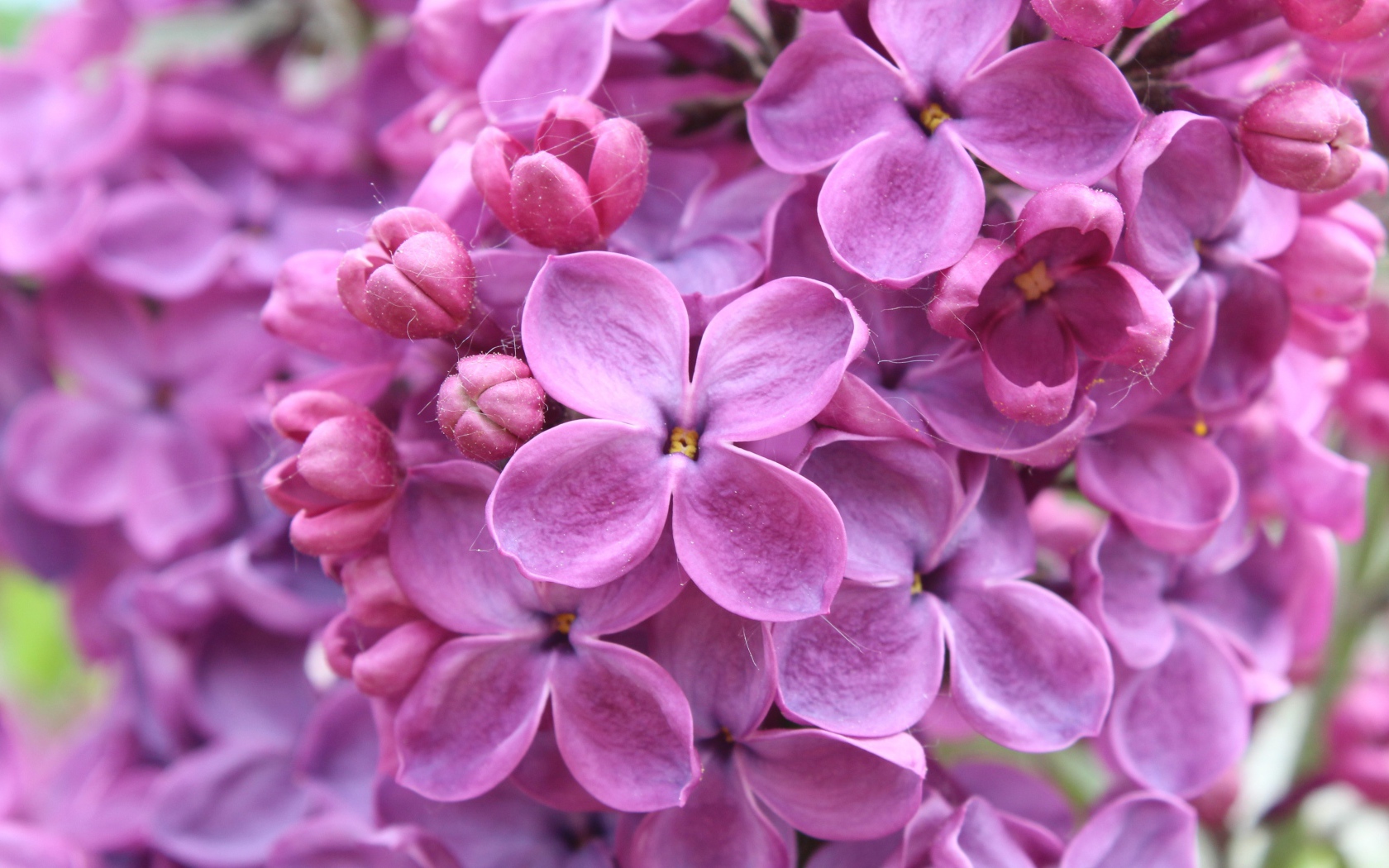 Цветы фиолетовой сирени 