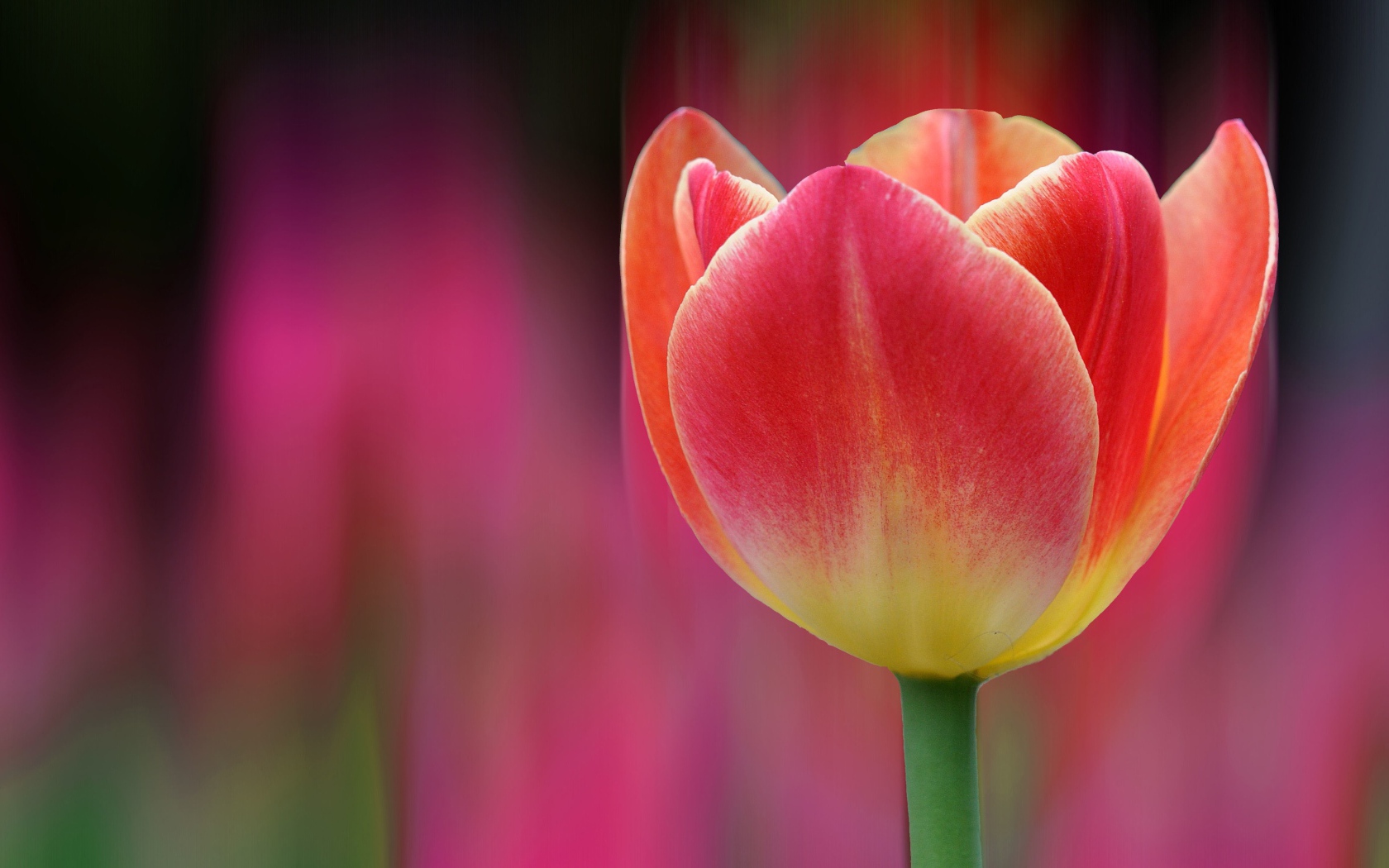 Single pink tulip