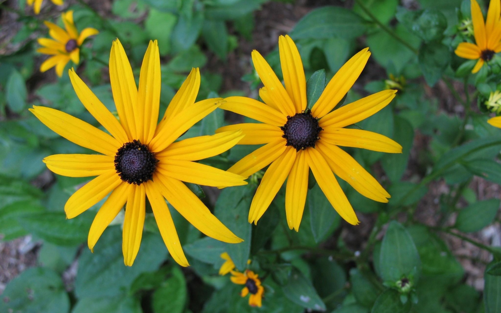 Two large yellow flowers of rudbeckia