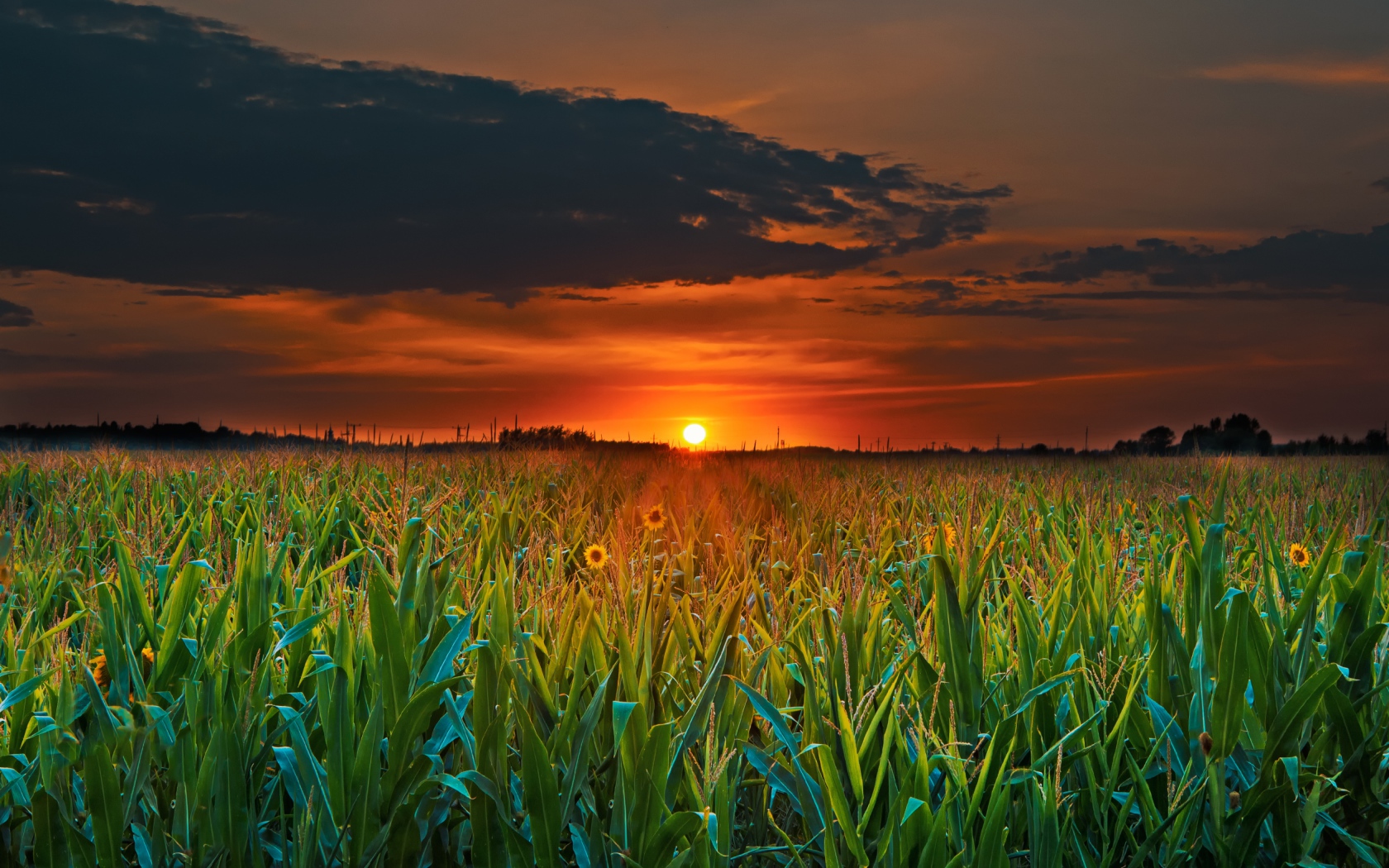 Закат летнего солнца над кукурузным полем