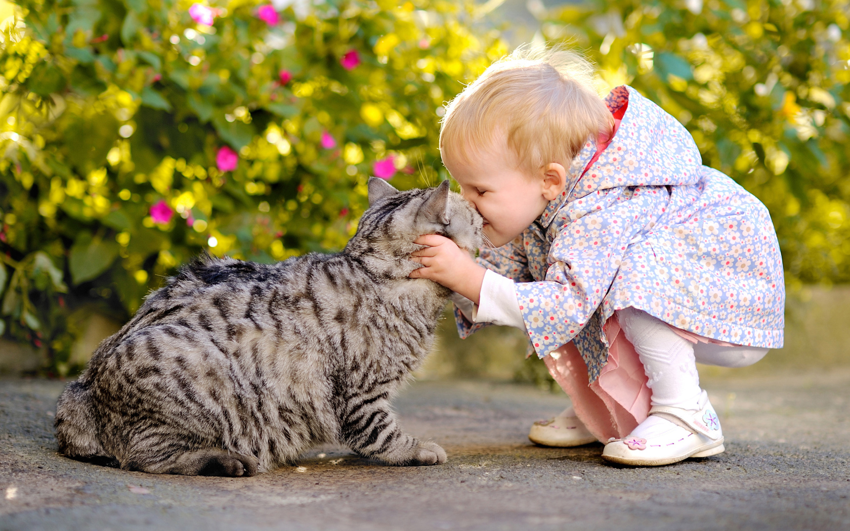 Little girl kisses a gray cat