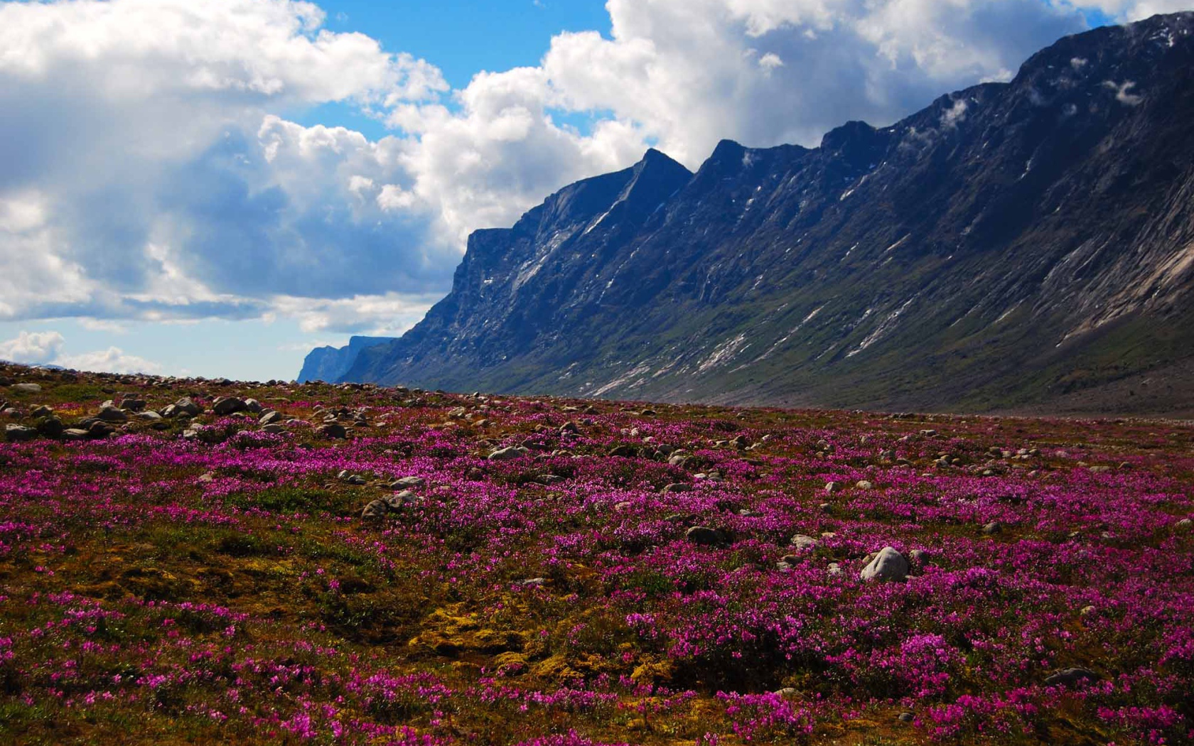 Цветущая природа национального парка Ауюиттук, Канада 