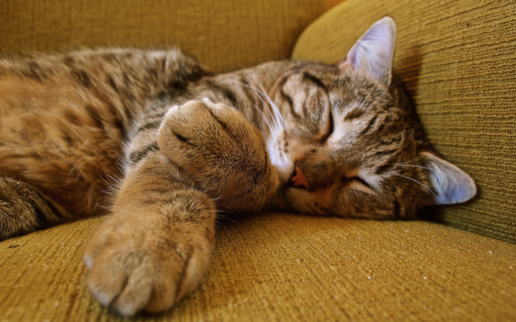 Милый серый кот спит на диване