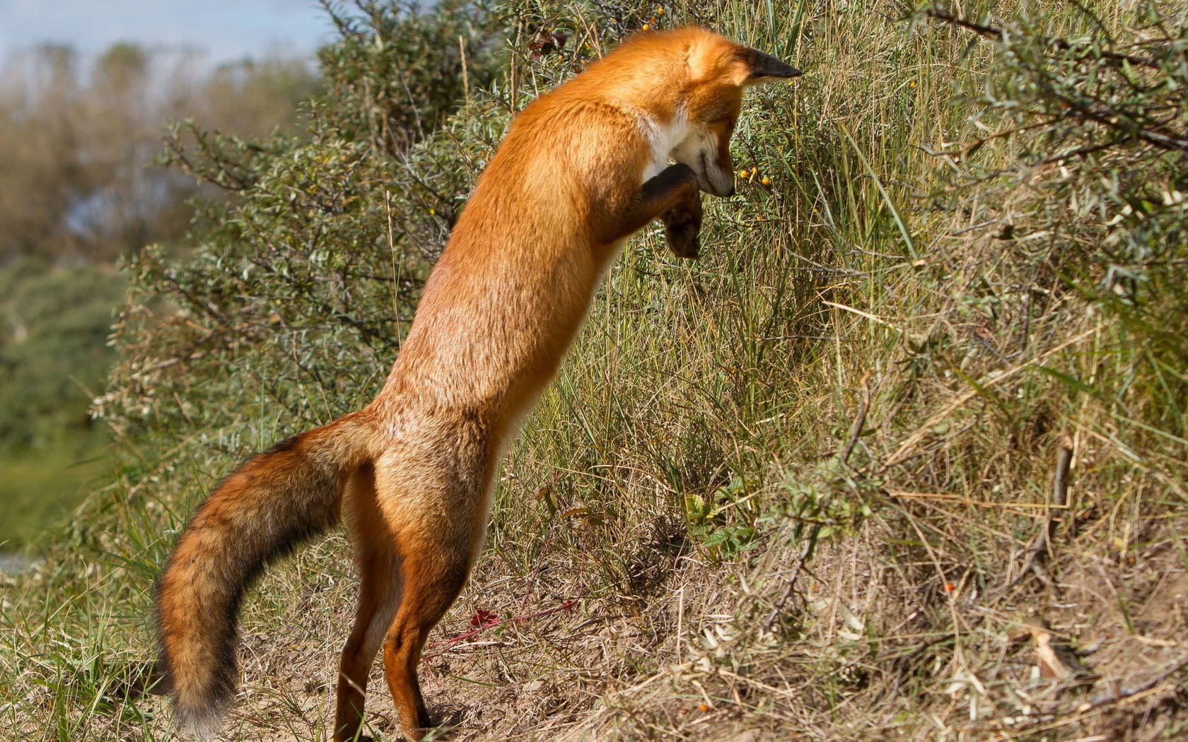 Рыжая лиса охотится в траве