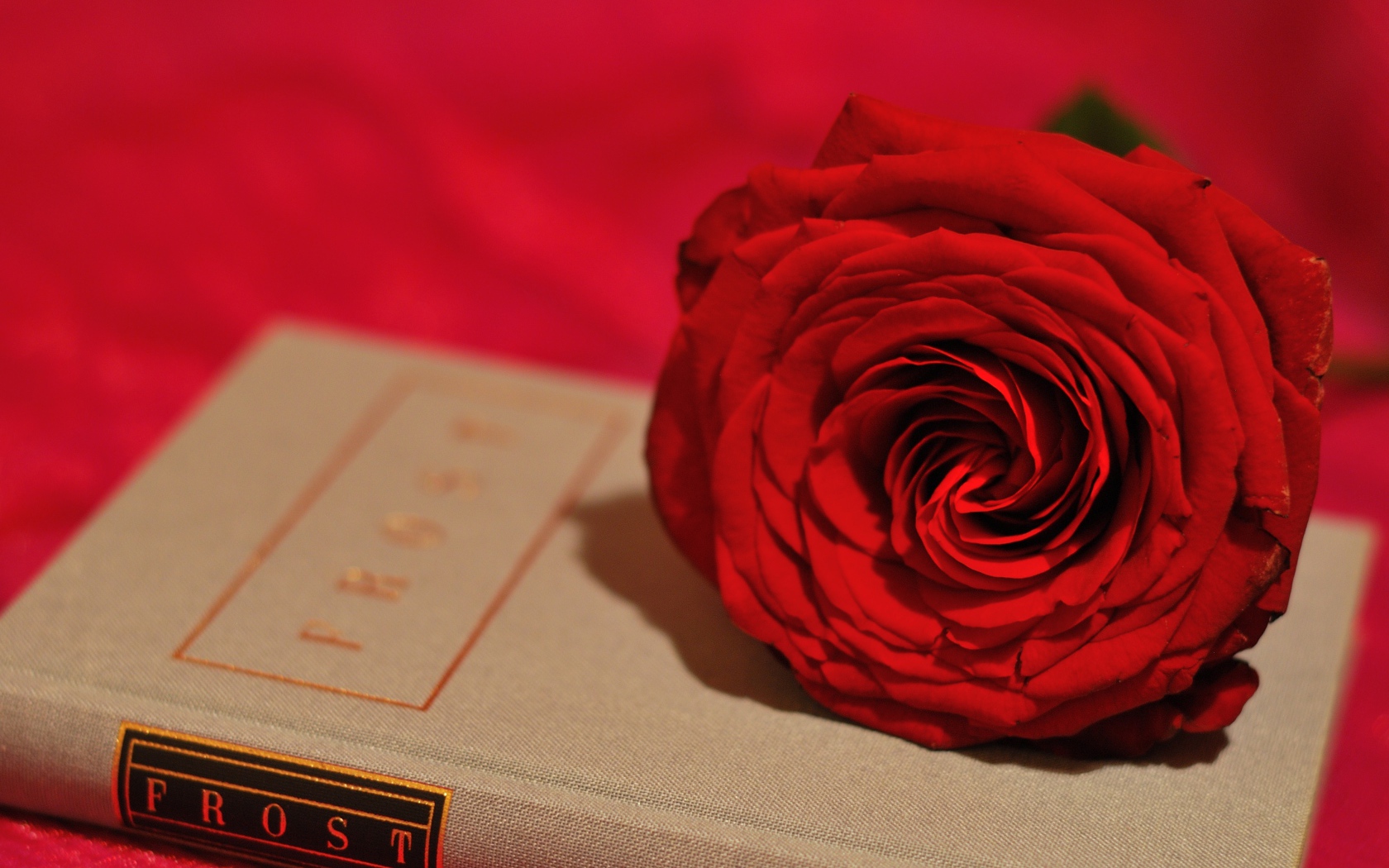 Большая красивая красная роза лежит на книге
