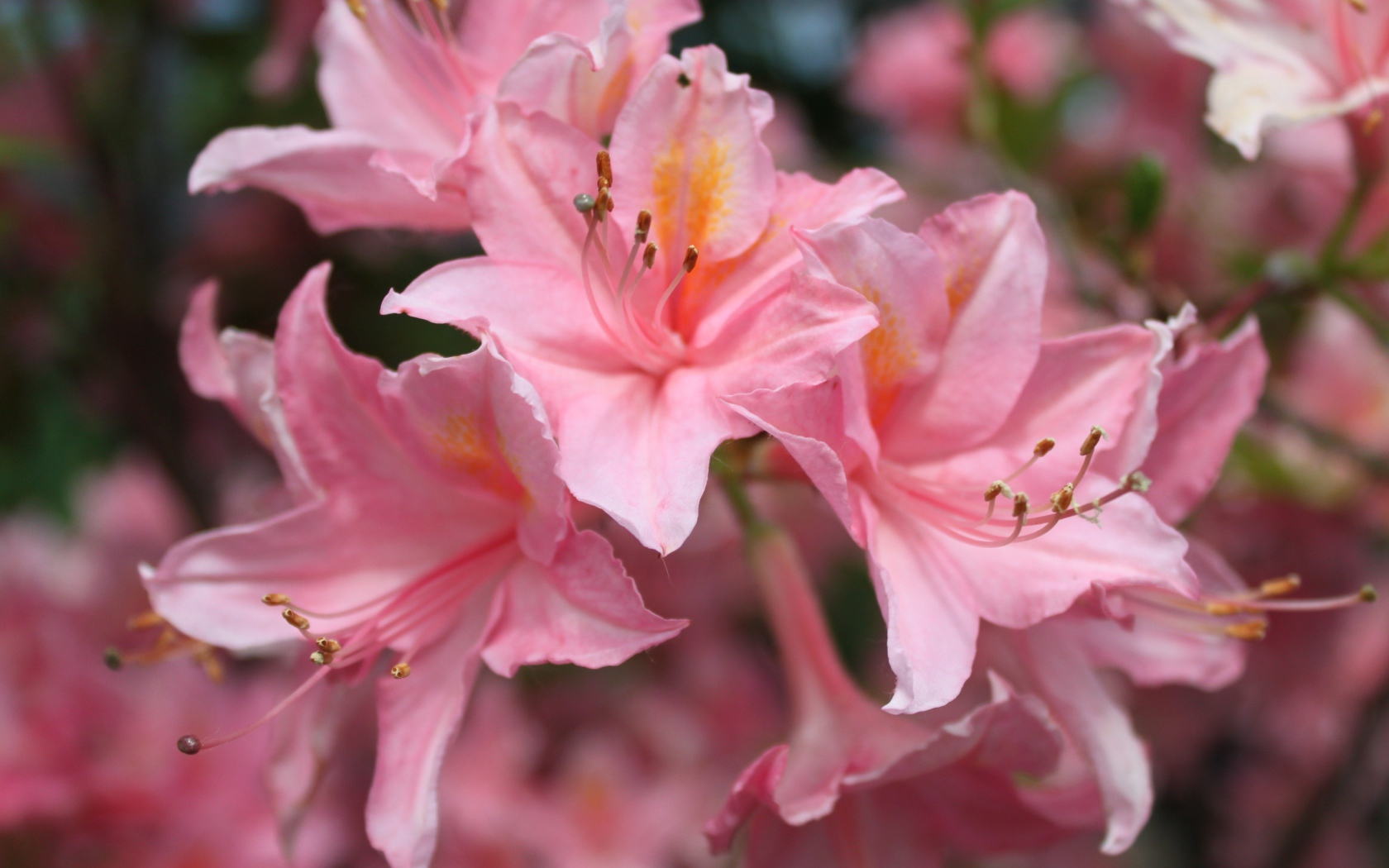 Красивые розовые цветы альстрёмерия 