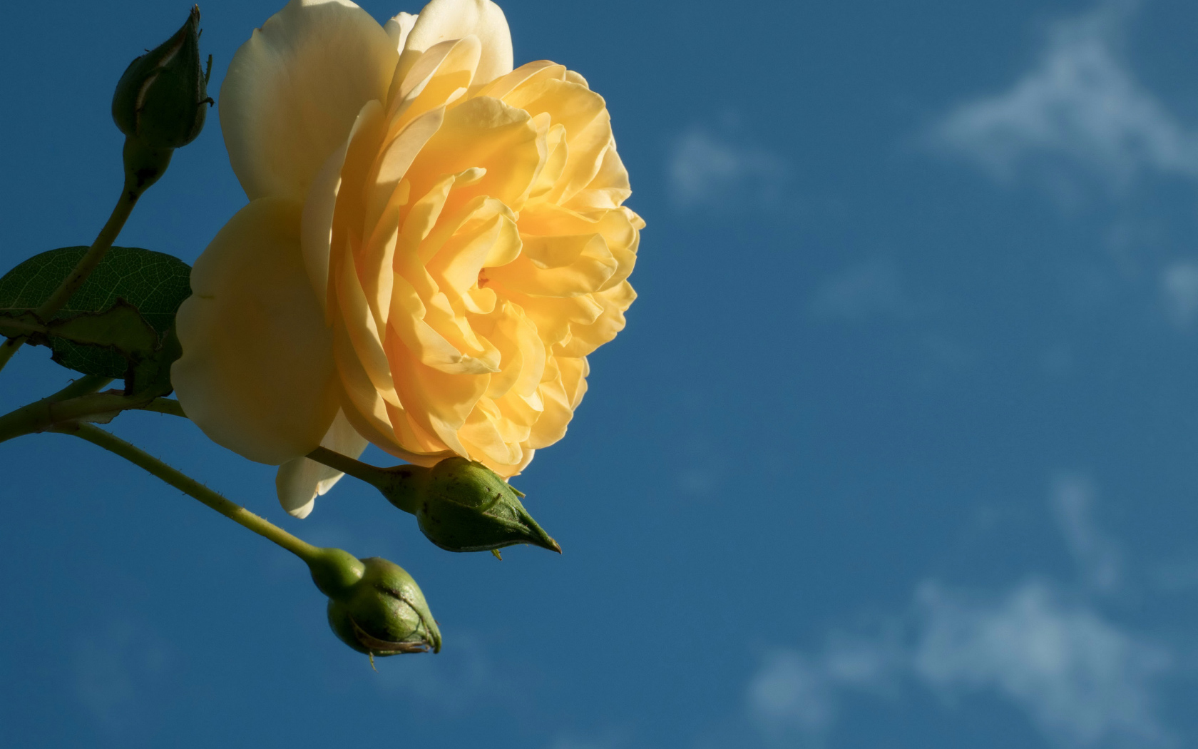 Красивый желтый цветок розы с бутонами на фоне голубого неба 