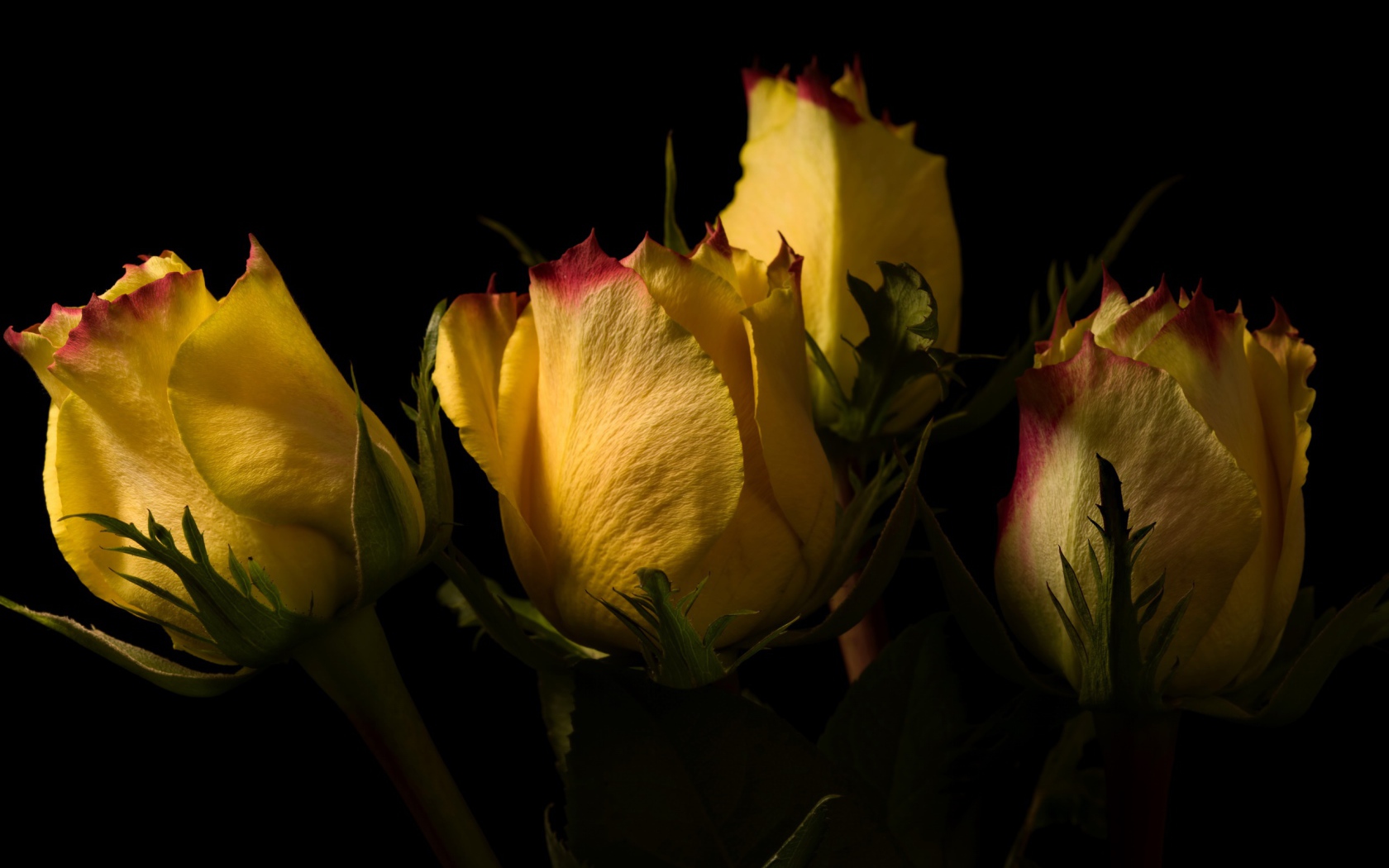 Желтые розы на черном фоне